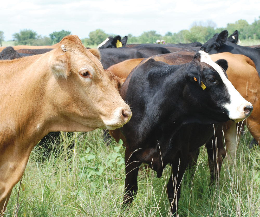 Cattle